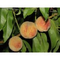 Саратовский ароматный. Крупный и красивый персик с сильным ароматом. Требует 4-5 профилактических обработок от болезней и вредителей.